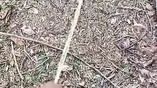 نمرة مفعمة تتسلل إلى السرير