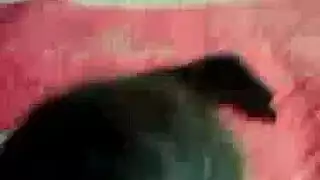 فلاحة مزرعة مصرية