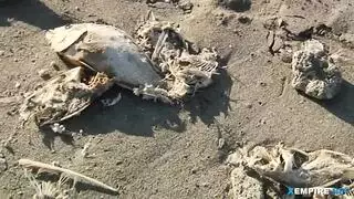 شقراء ذات شق مشعر تتعرض للجماع الخشن على الأريكة في دبي